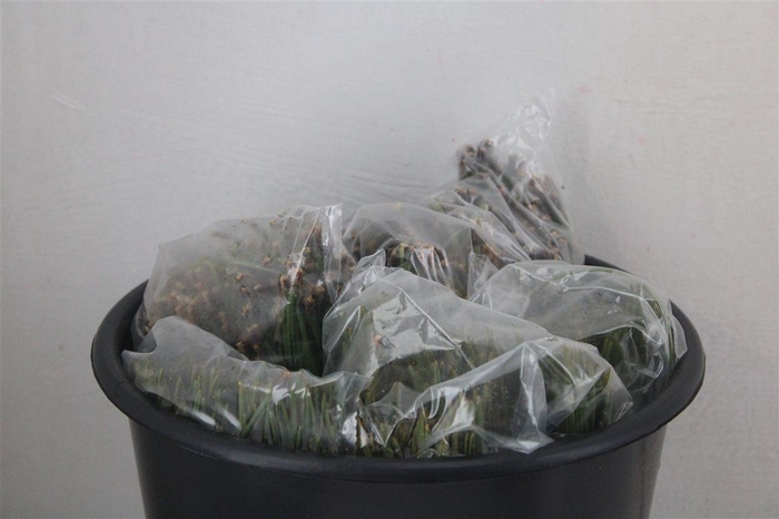 <h4>Dennen Needles Green P Bag</h4>