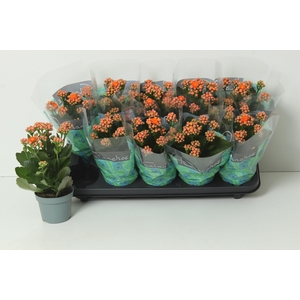 KAL GE PERFECTA ORAN