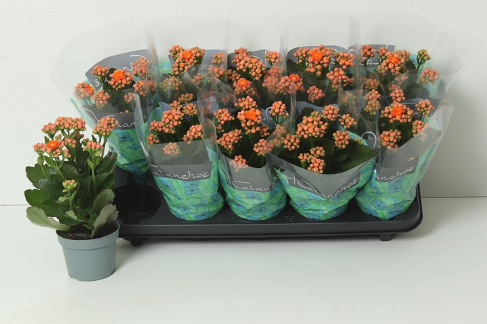 <h4>KAL GE PERFECTA ORAN</h4>