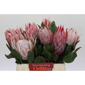 Protea Cynaroides