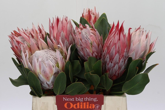 <h4>Protea Cynaroides</h4>