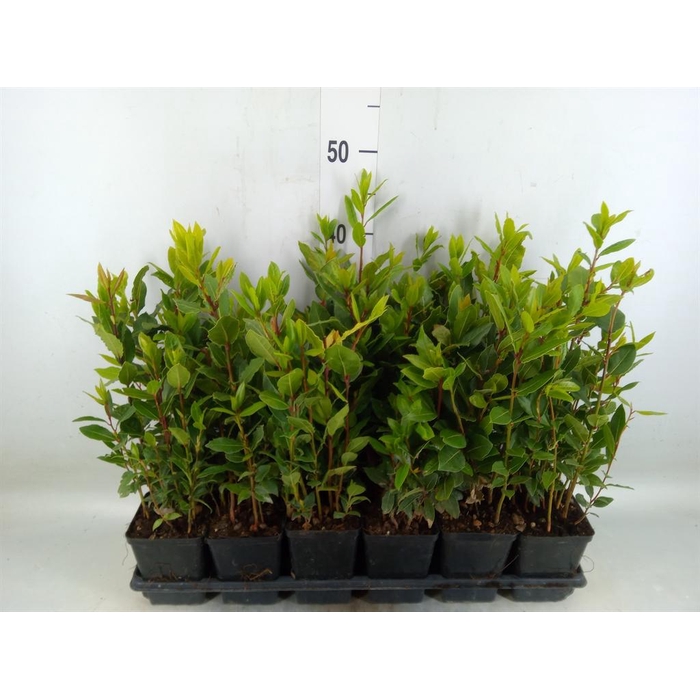 <h4>Laurus nobilis</h4>