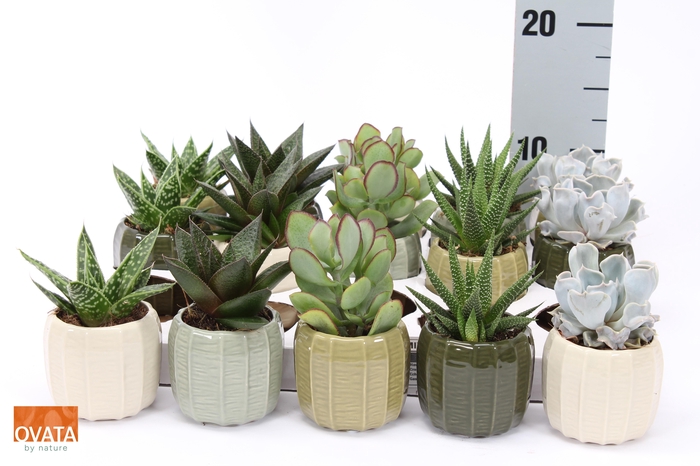 <h4>SUCC GEM 5 SRT</h4>