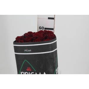 ROSA VERMELHA FREEDOM 050 IMPORTADA