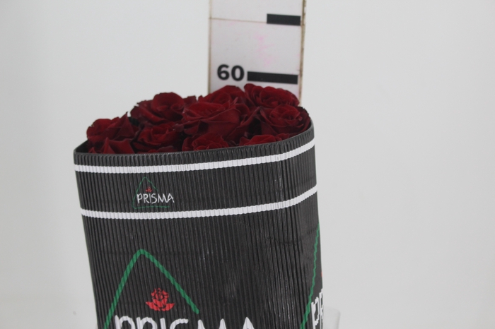 <h4>ROSA VERMELHA FREEDOM 050 IMPORTADA</h4>