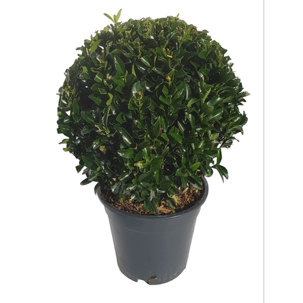 <h4>Euonymus japonicus 'Green Spire' bol</h4>