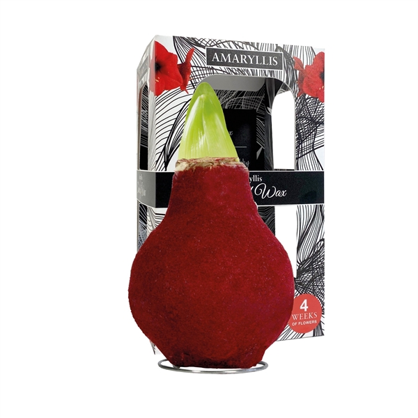 <h4>Amaryllis Touch of Wax Fashion Bordeaux 6x1, rode bloem, Karton Giftbox</h4>