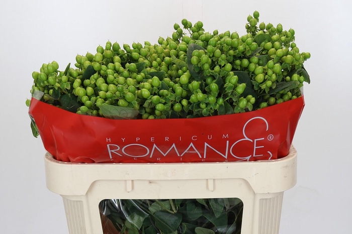 <h4>Hypericum Jungle Romance Spray</h4>