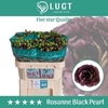 Lisianthus do rosanne black pearl