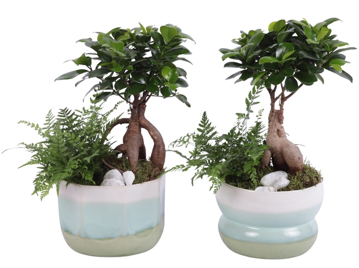 <h4>Opm Yearround Arr. Indoor Ceramic Fresh Breeze</h4>