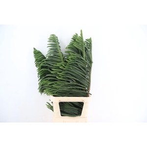 ARAUCARIA ARAUC DECO
