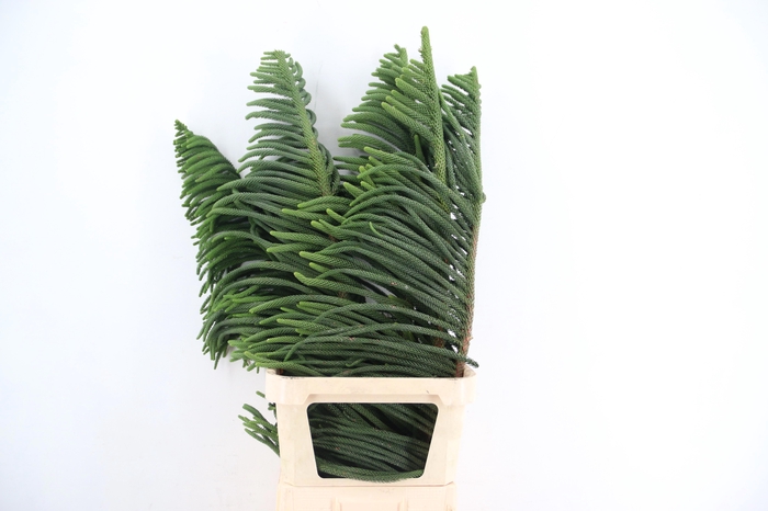 <h4>ARAUCARIA ARAUC DECO</h4>