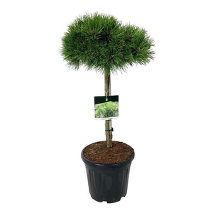 Pinus dens. 'Low Glow'