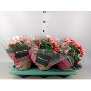 Begonia elat. DU 'Borias'
