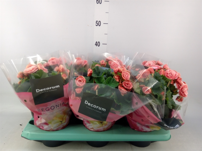 <h4>Begonia elat. DU 'Borias'</h4>