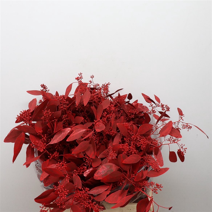 <h4>Euca Populus Berries Bloei Abs Red</h4>