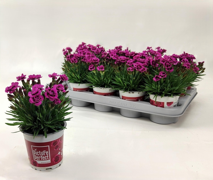 arr8 Dian Picture Perfect