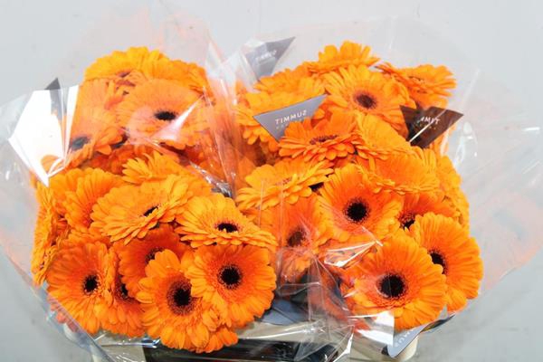 <h4>Ge. Mi Madison (oranje)</h4>