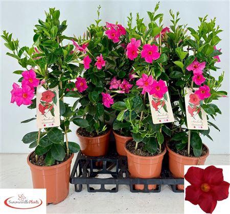 <h4>Mande Sun Early Pink</h4>