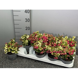 Gaultheria