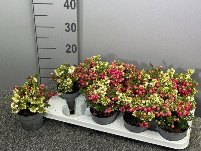 <h4>Gaultheria</h4>