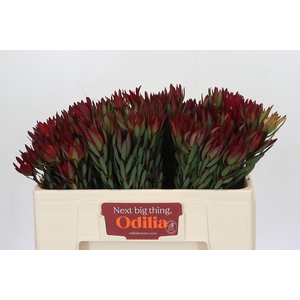 Leucadendron Blush