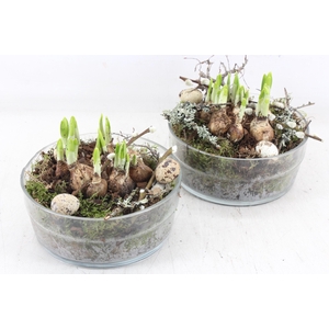 arr4 Narcis MB - Glas schaal denta