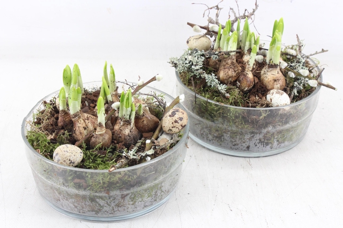 <h4>arr4 Narcis MB - Glas schaal denta</h4>