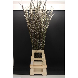 Salix Snow Flake 120cm