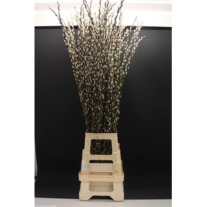 Salix Snow Flake 120cm