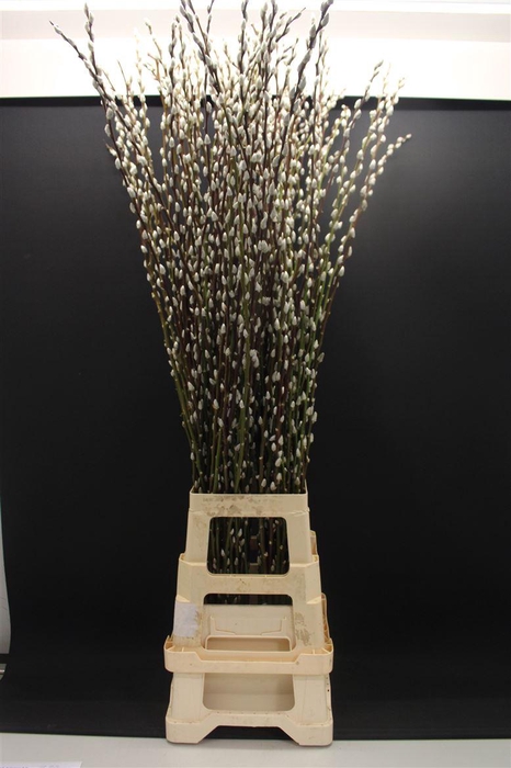 <h4>Salix Snow Flake 120cm</h4>