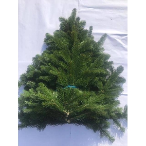 ABIES NORDMAN KILO