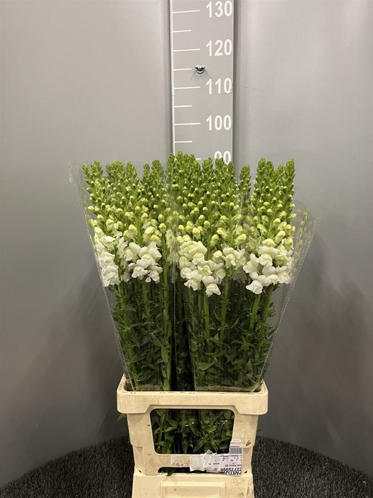 <h4>Antir Poto White</h4>