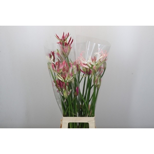 Nerine Mix