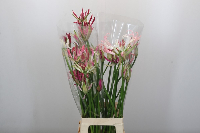 <h4>Nerine Mix</h4>