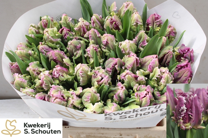 <h4>TU PA MYSTERIOUS PAR</h4>