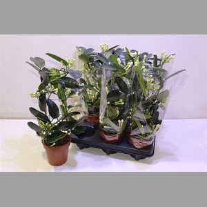 Steph Fl Ov Metal Tower