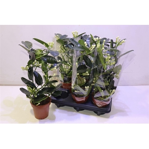 arr8 Steph Fl Ov Metal Tower