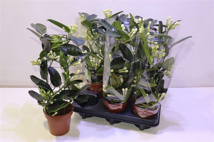 <h4>arr8 Steph Fl Ov Metal Tower</h4>