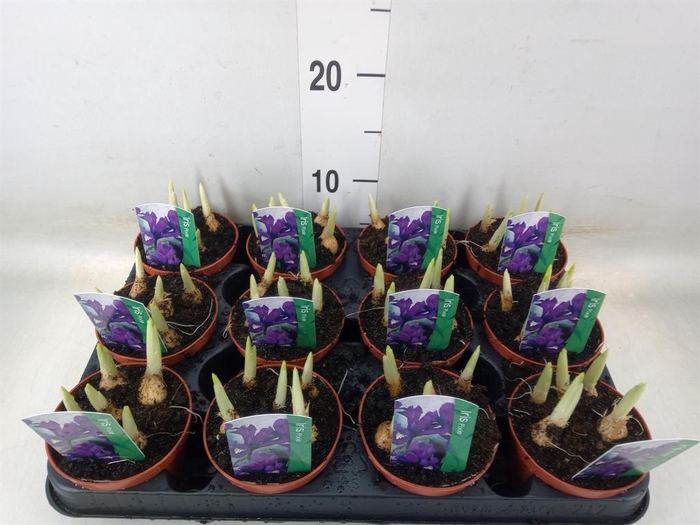 <h4>Iris reticulata 'Pixie'</h4>