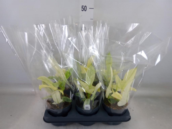 <h4>Philodendron ...</h4>