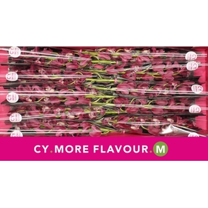 Mini cymbidium 'Earliflame' 60 cm