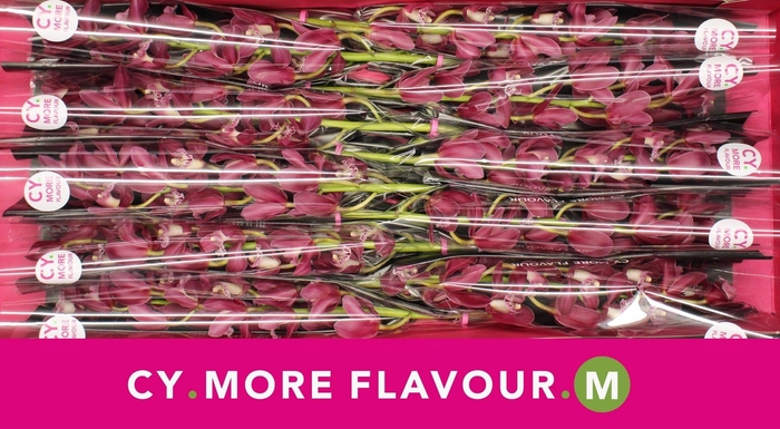 <h4>Mini cymbidium 'Earliflame' 60 cm</h4>