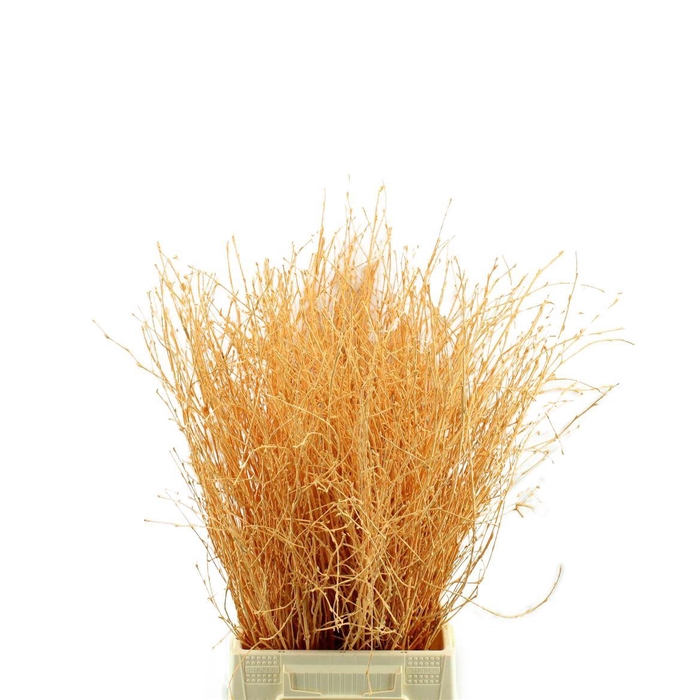 <h4>Berk Geverfd</h4>