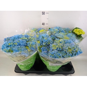 Hydrangea mac. 'Early Blue'