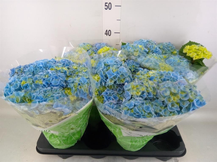 <h4>Hydrangea mac. 'Early Blue'</h4>