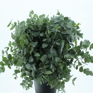 Euca Cinerea Long 300grams Super