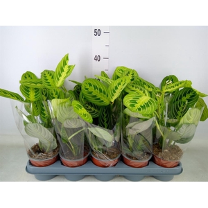 Maranta leuc. 'Lemon'