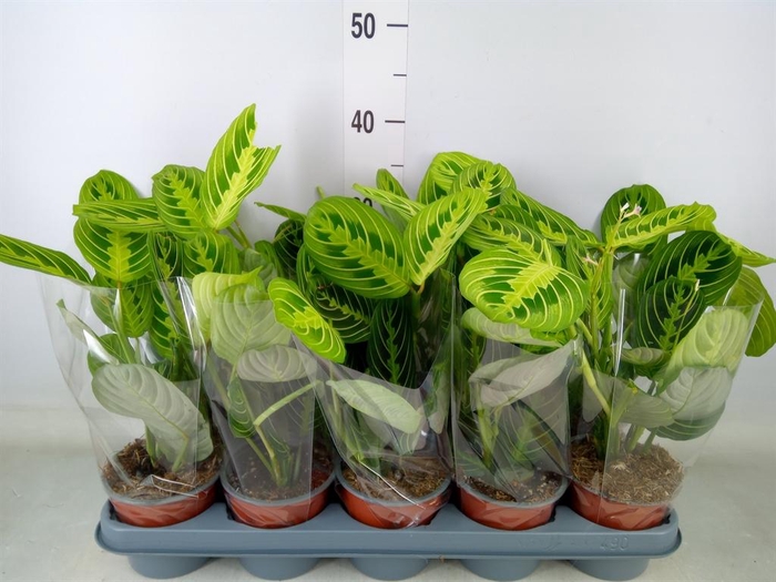 <h4>Maranta leuc. 'Lemon'</h4>