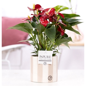 Anthurium red (Micra) in P&PURE Eline 2 cer. grey